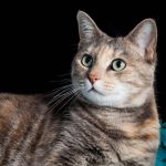 5 Facts About Torbie Cats You Probably Did Not Know