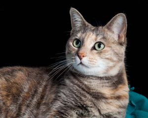 5 Facts About Torbie Cats You Probably Did Not Know