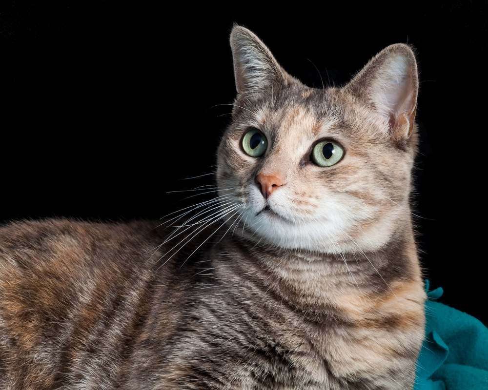 5 Facts About Torbie Cats You Probably Did Not Know