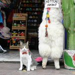 “Street Cats and Where to Find Them” Book