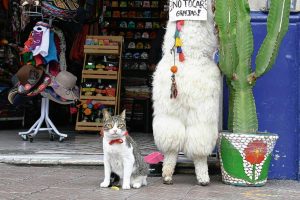 “Street Cats and Where to Find Them” Book