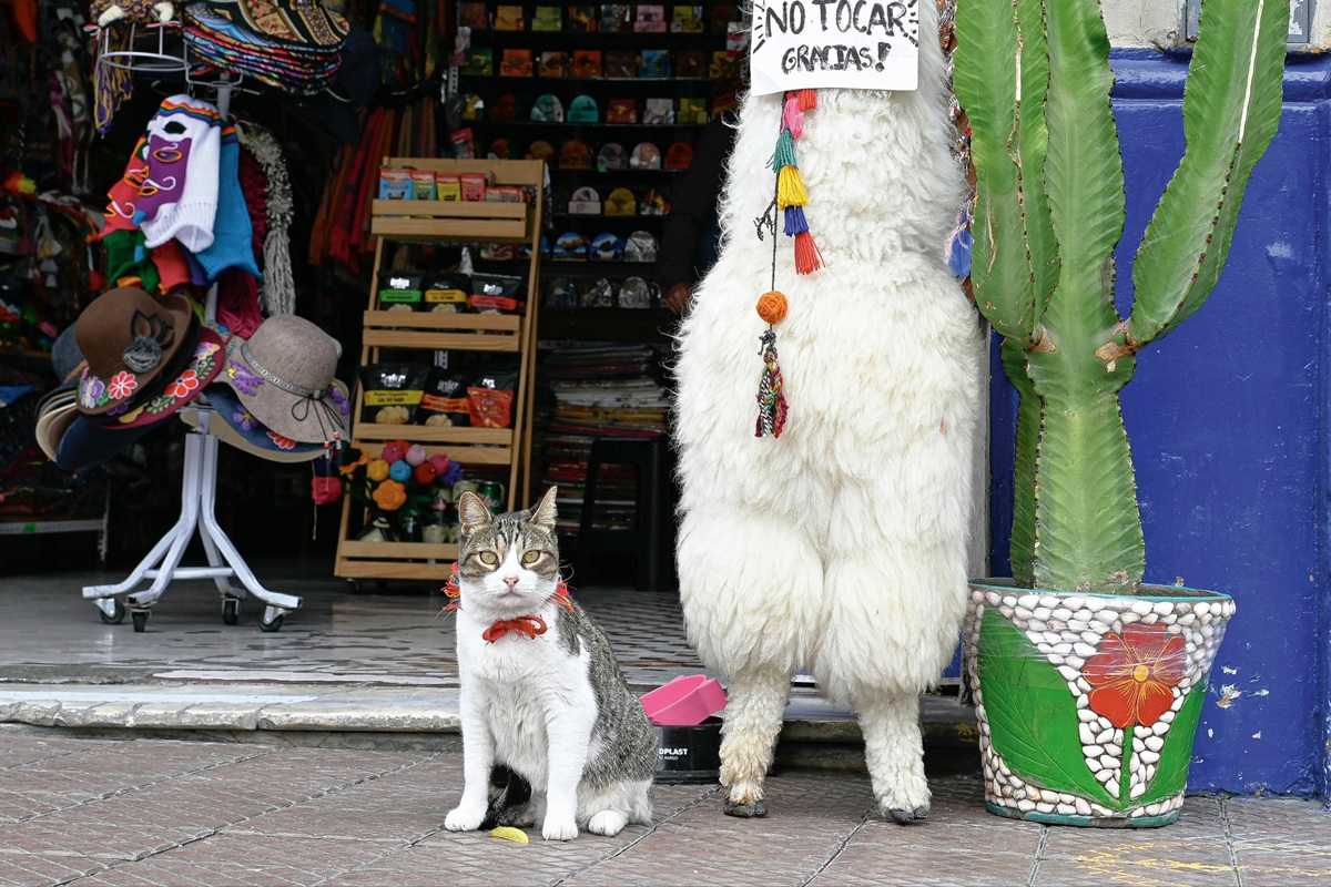 “Street Cats and Where to Find Them” Book