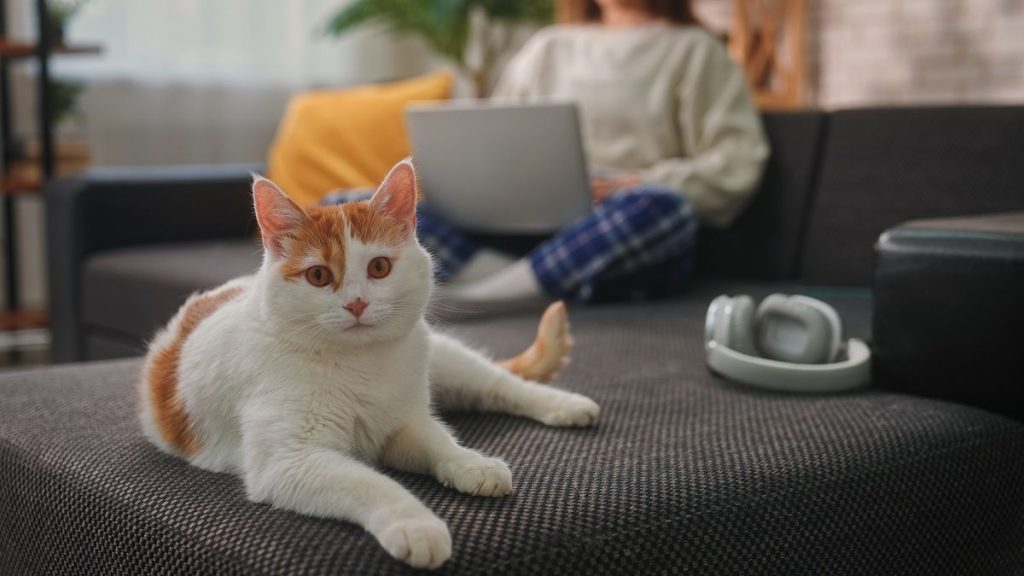 How Intelligent Are Cats? Science Has an Answer