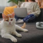 How Intelligent Are Cats? Science Has an Answer