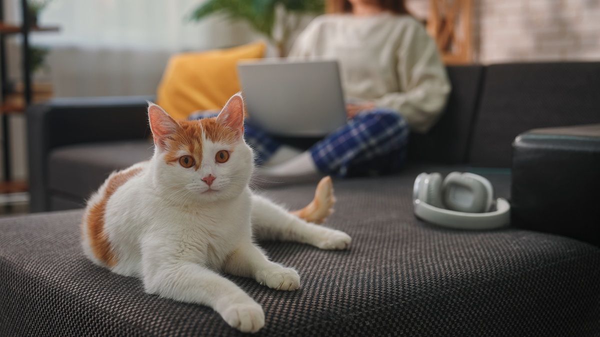 How Intelligent Are Cats? Science Has an Answer