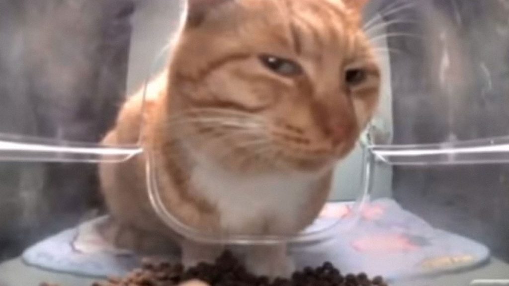 5 Reasons Why Living With Cats Is Absolutely Awesome