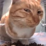 5 Reasons Why Living With Cats Is Absolutely Awesome