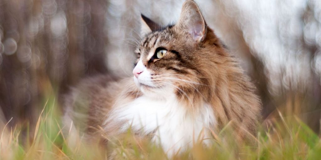 What the World Looks Like from a Cat’s Perspective (Auto translated)