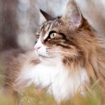 What the World Looks Like from a Cat’s Perspective (Auto translated)